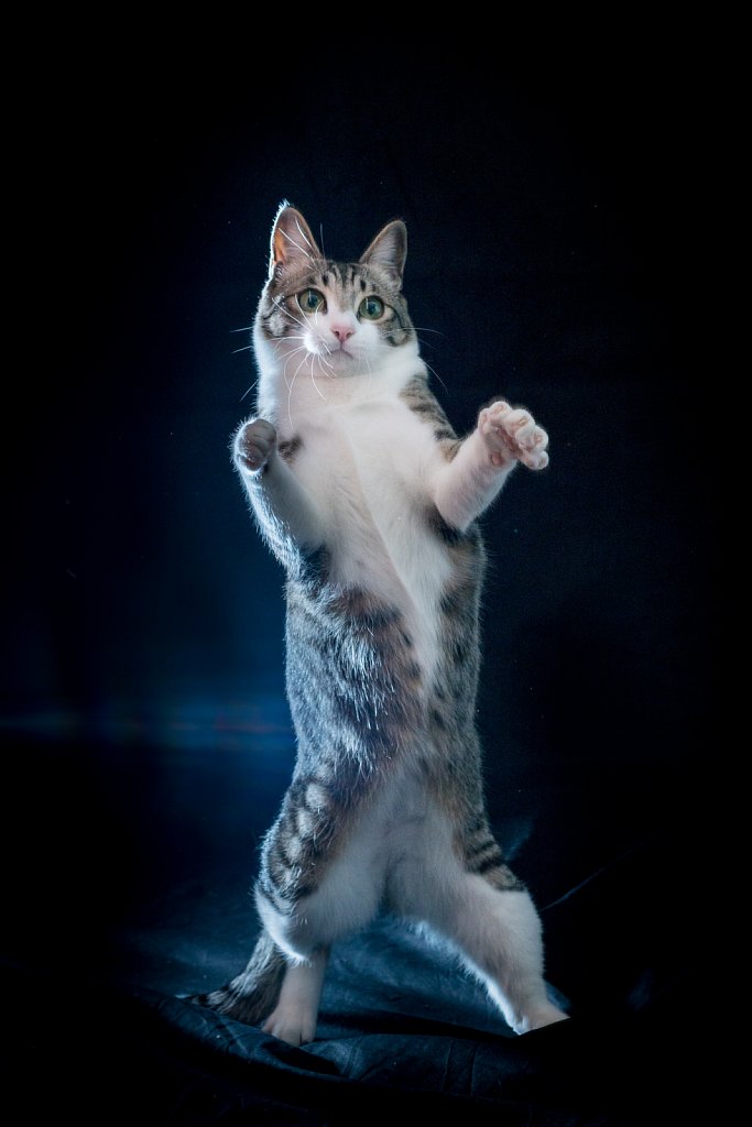 Thriller kitty