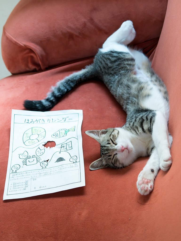 No, really, the cat ate my homework!
