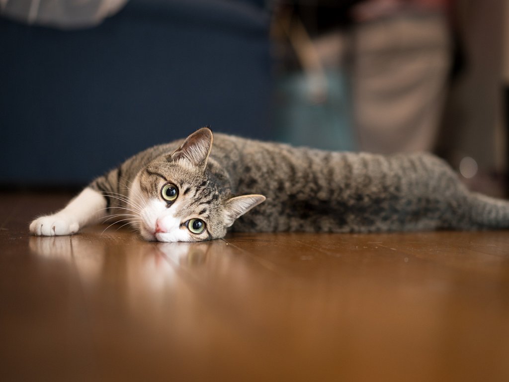 Katie thinks the floor is even cooler.