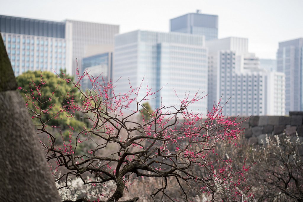 Plum blossoms at the Imperial Palace Garden with Marunouchi skys