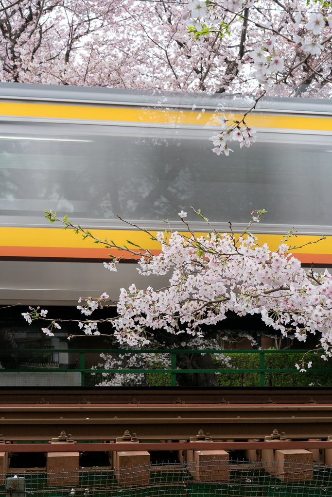 Nambu Line train speeding by cherry blossoms