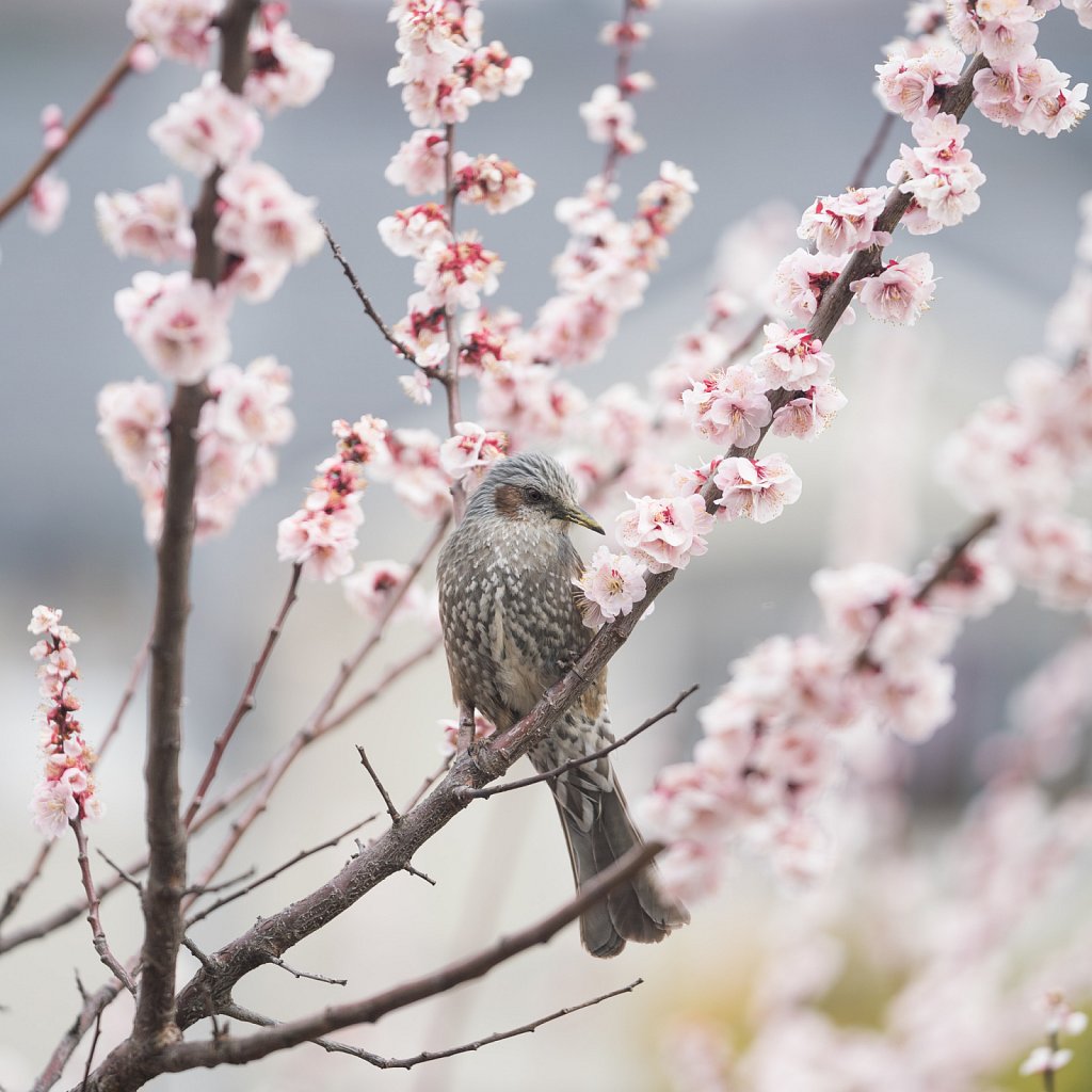 Brown-eared bulbul with plum blossoms